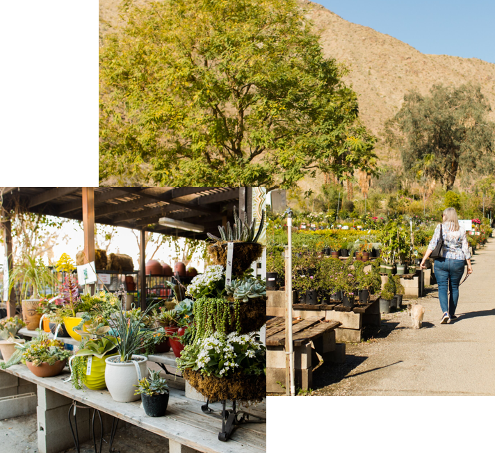 Residential Nursery Moller's Garden Center Palm Desert