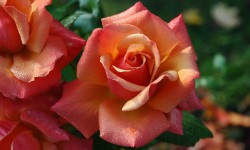roses-194490_640