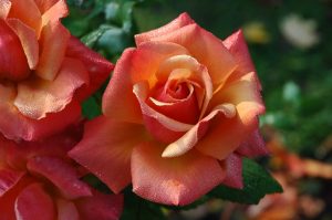 roses-194490_640