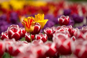 tulips-65305_640