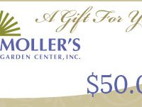 $50 Gift Card
