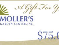 $75 Gift Card