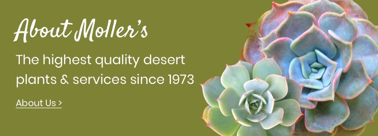 About Moller's Garden Center