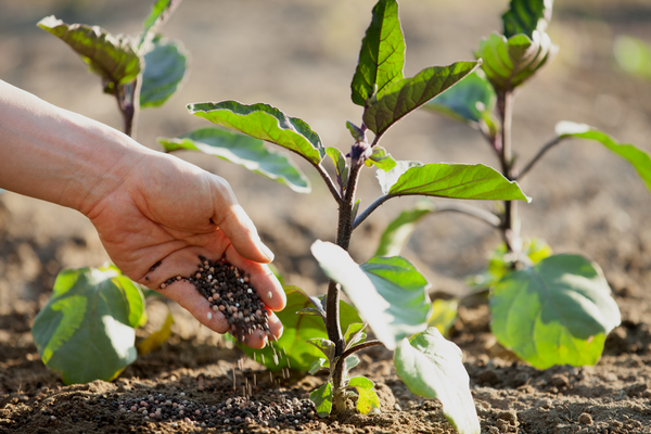 fertilizing your plants