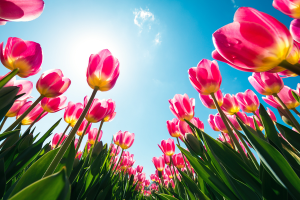 Flowers to Plant in March