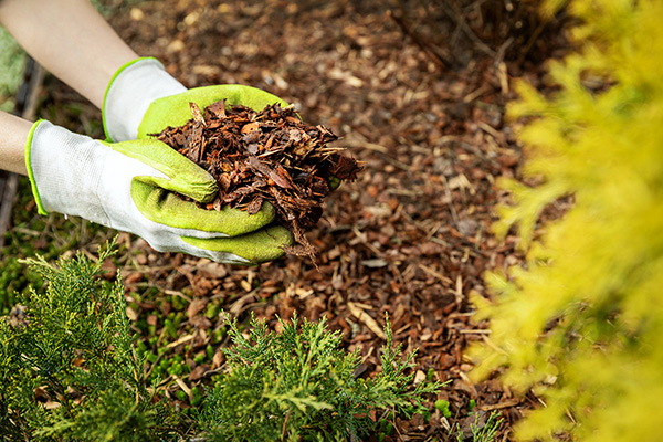 summer gardening