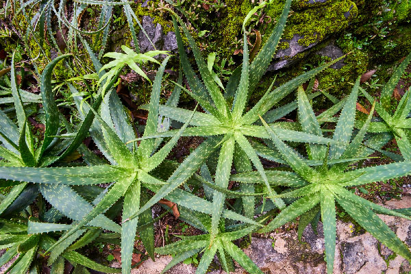 agave plant