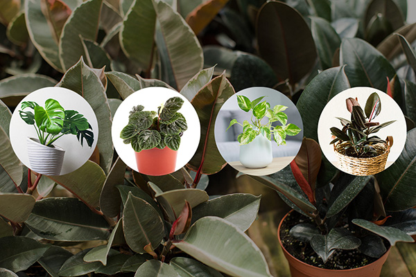 low maintenance houseplants