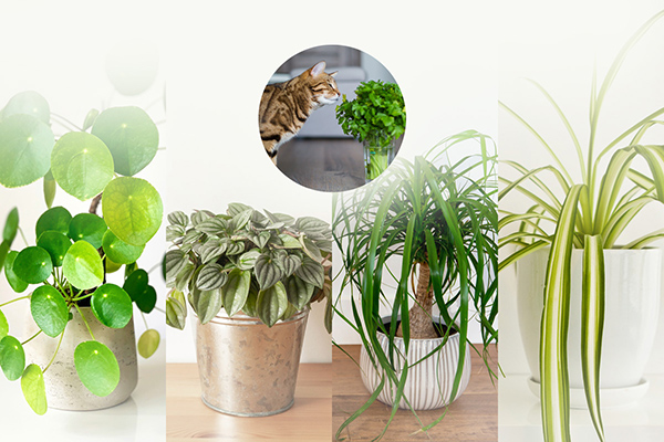 pet friendly houseplants