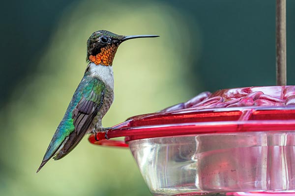 From what to feed these beautiful birds & where to buy your supplies, we’ll cover a few tips on how to become a successful hummingbird feeder!