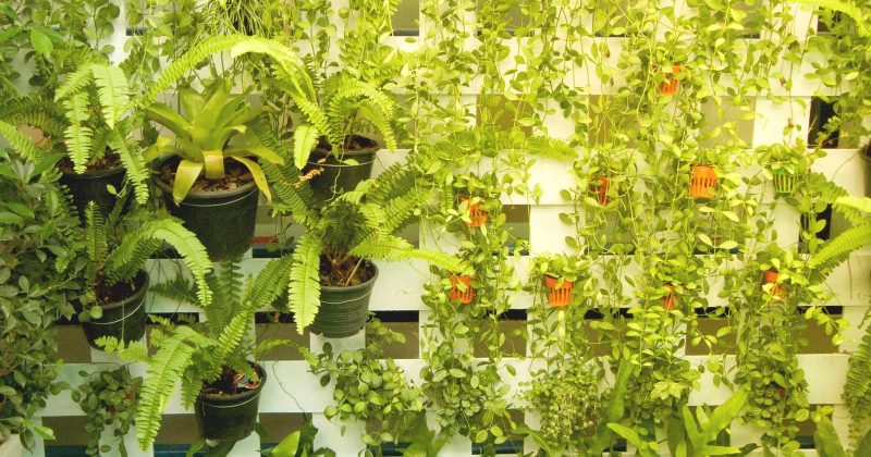 small vertical garden