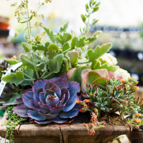 Colorful selection of plants and flowers at Moller's Garden Center near Riata RV Community