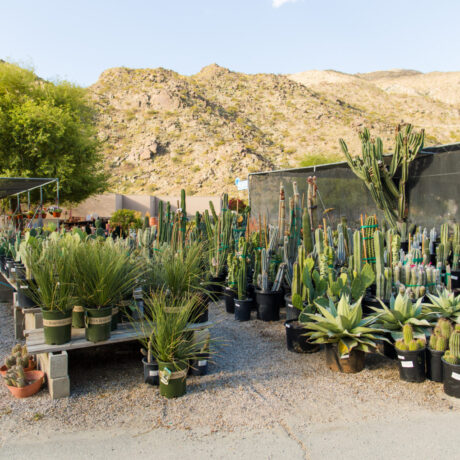 Established Palm Desert nursery offering wholesale and retail plants at Moller’s Garden Center
