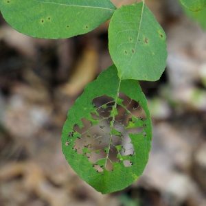 pest-173784_640